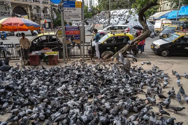 मुंबई उच्च न्यायालयात कबुतरखान्यांवरील कारवाई आणि त्यांचं खाद्य बंद करू नये याबाबत याचिका दाखल करण्यात आली होती.
