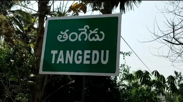 తంగేడు
