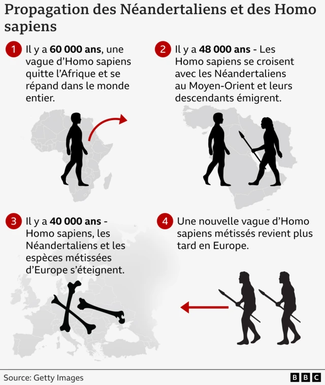 Quatre panneaux montrant comment 1. les humains ont quitté l'Afrique, 2. ils se sont croisés avec les Néandertaliens il y a 48 000 ans, 3. il y a 40 000 ans, les deux espèces d'humains s'éteignent en Europe, 4. une nouvelle vague d'Homo sapiens se déplace vers l'Europe. Une nouvelle vague d'Homo sapiens métissés arrive.