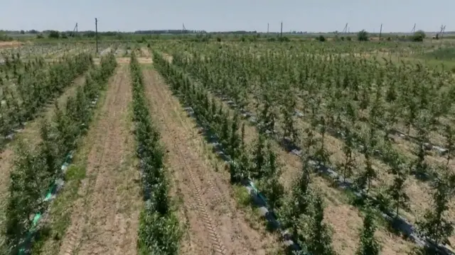 Тошкент яқинидаги Демонстрация боғидаги олмалар