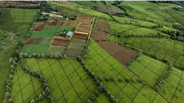 Imirima y'icayi i Kericho, mu burengero bwa Kenya