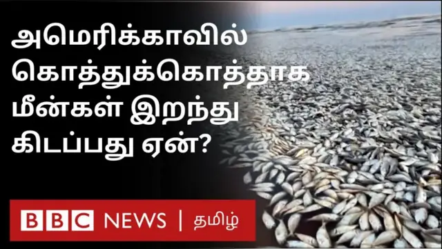 ஆமெரிக்கா, டெக்சாஸ், மீன்கள்