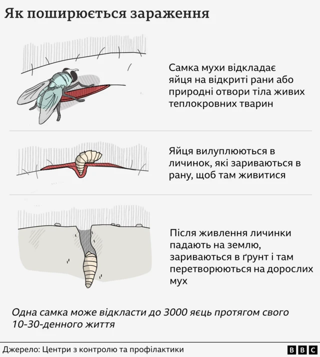 як поширюється зараження - пояснення