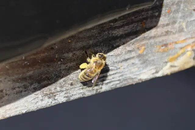 شہد کی مکھیاں