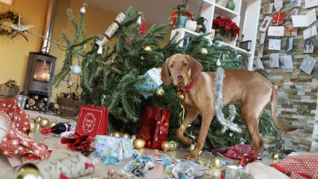 Uma sala de estar caótica com a árvore de Natal derrubada, enquanto um cachorro, possivelmente culpado, observa.