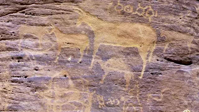 ‘అమెరికన్ మేమోత్ జాక్స్’ రకం మాత్రమే రోమన్‌విల్లాలో గుర్తించిన రకం గాడిదల ఎత్తుకు సమీపంగా ఉన్నాయి