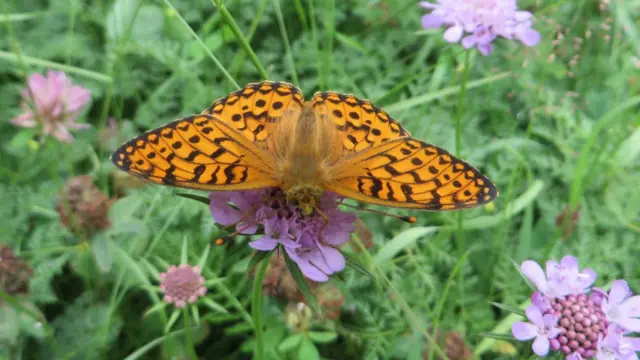 Kupu-kupu langka Pegunungan Alpen