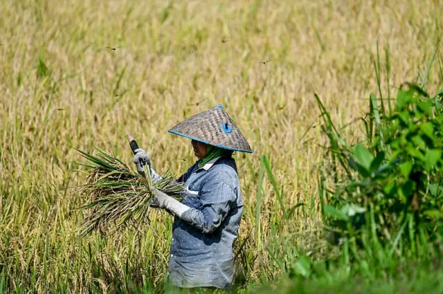 Seorang petani memanen padi di sawah di Samahani, provinsi Aceh pada 2 April 2026.