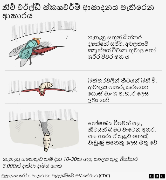 ස්කෲවර්ම් ආසාදනය පැතිරෙන ආකාරය පෙන්වන රූපයක්