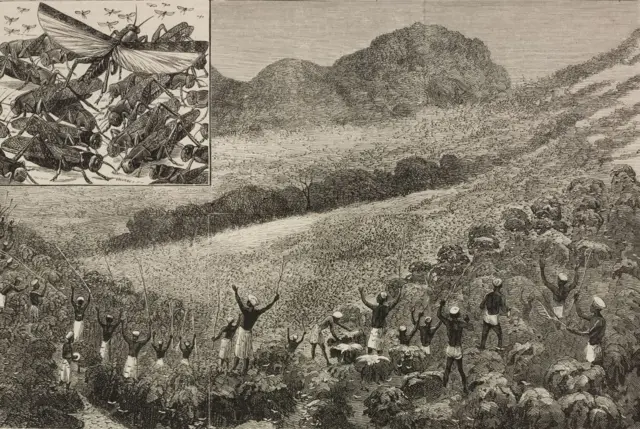 தென்னிந்தியாவின் காபி தோட்டத்திலிருந்து வெட்டுக்கிளிகளை விரட்டும் கூலிகள். ஆகஸ்ட் 24, 1878 தி கிராஃபிக் இதழில் இருந்து விளக்கப்படம்