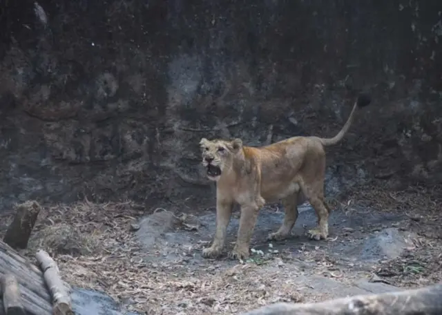 பெண் சிங்கத்திற்கான மயக்க மருந்து தவறுதலாக செலுத்தப்பட்டதால் ட்ராக்கர் பலி