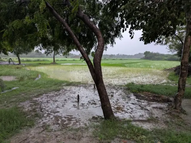 ह्याच झाडाला बांधून नरेशला निर्घृणपणे मारहाण करण्यात आल्याचा आरोप आहे. 