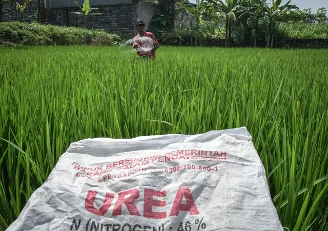 Seorang petani menyebarkan pupuk urea bersubsidi pada tanaman padi di desa Karangkerto, Malang, Jawa Timur, Indonesia, pada 30 April 2026. 
