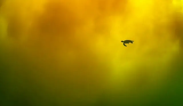 Une tortue nage dans des eaux riches en fer au large des côtes japonaises