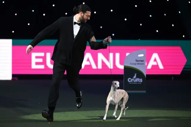 Crufts 2025: Whippet from Italy called Miuccia wins best in show