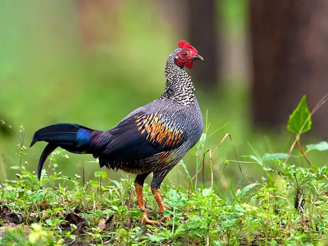 ગિરનાર, ગુજરાત, વનવિભાગ, બીબીસી ગુજરાતી, ગુજરાત વિધાનસભા