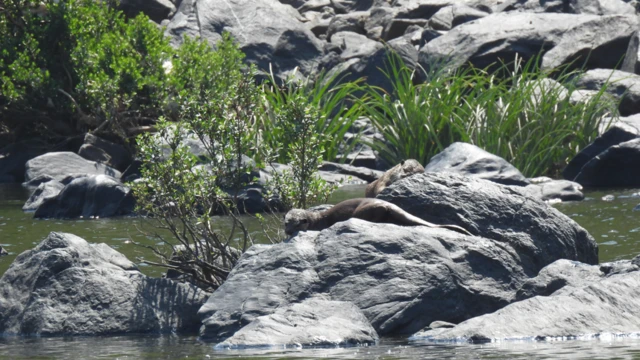 நீர் நாய், காவிரி, தாமிரபரணி