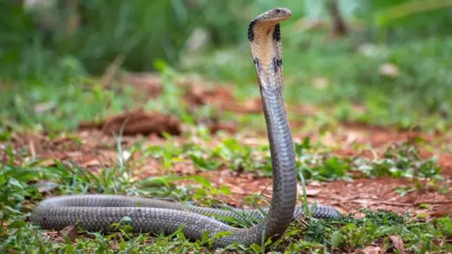 બીબીસી ગુજરાતી 