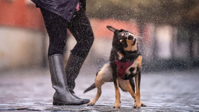 yağmur altında kurulanmaya çalışan bir köpek ve yanında plastik yağmur çizmeli sahibi. 