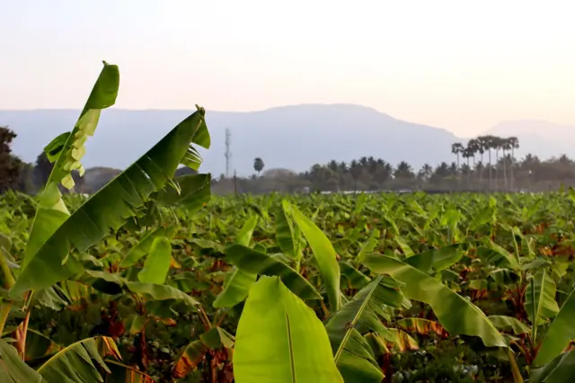 தமிழ்நாடு, விவசாயிகள், பயிர்க்கடன், டெல்டா மாவட்டங்கள், தொடக்க வேளாண்மை கூட்டுறவு வங்கி