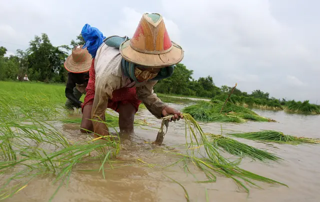 စပါးစိုက်ပျိုးနေစဥ်