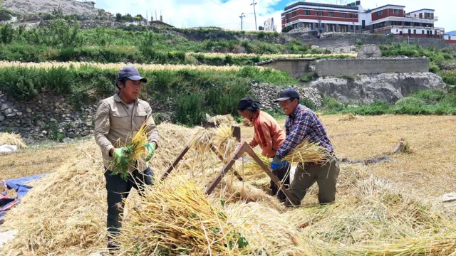 मुस्ताङमा उवा खेती गर्दै किसानहरू