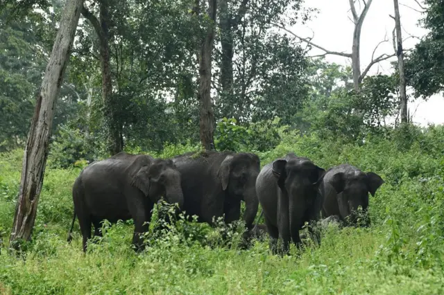 யானைகள்