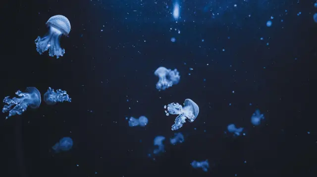 mengapa manusia menua dan mati