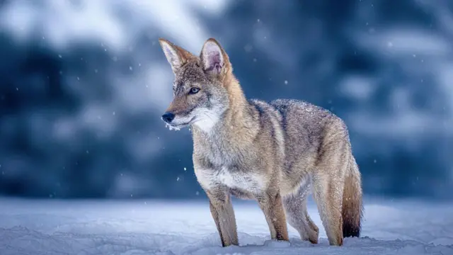 राखाडी लांडगा