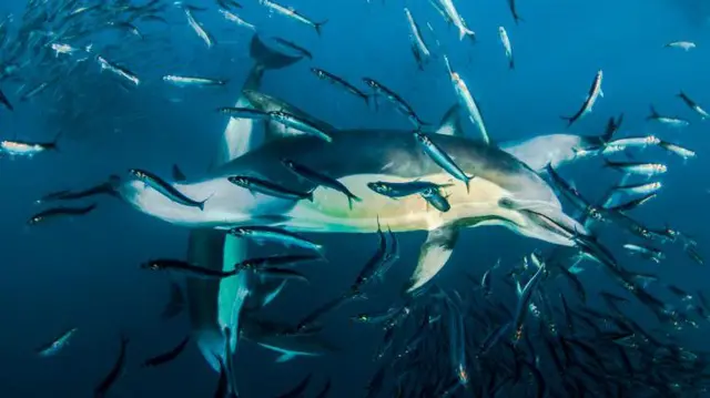 দলবেঁধে সফলভাবে শিকার করে। 
