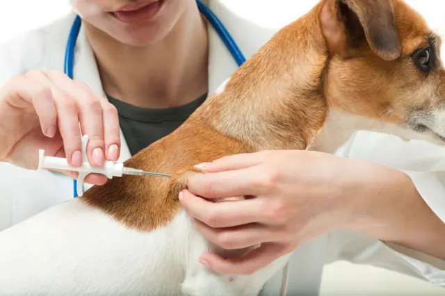 Dogs injected with vaccine ඉදිකටුවක ආධාරයෙන් සුනඛයාව එන්නත් කරමින්