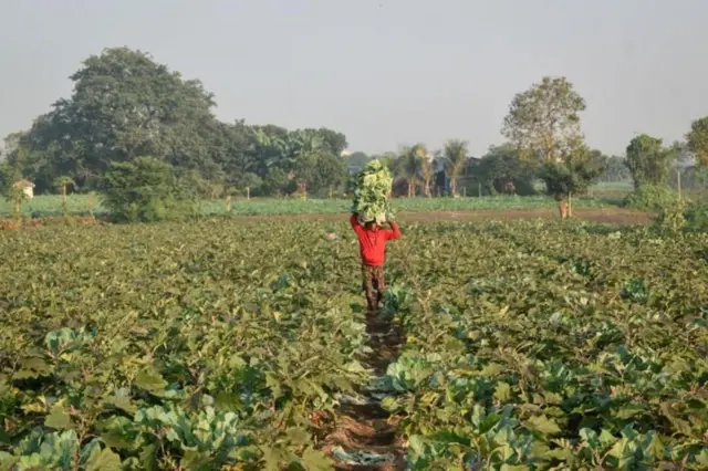 નિર્મલા સીતારમણ, બજેટ 2025, ખેડૂત, ઇન્કમટૅક્સ, આવકવેરો, બચત, રોકાણ,શૅરબજાર, ખેડૂત, મહિલા, વિદ્યાર્થી, બીમાર, વૃદ્ધ, ગર્ભવતી મહિલા, બાળકો, બીબીસી ગુજરાતી, ન્યૂઝ, સમાચાર, ગુજરાત