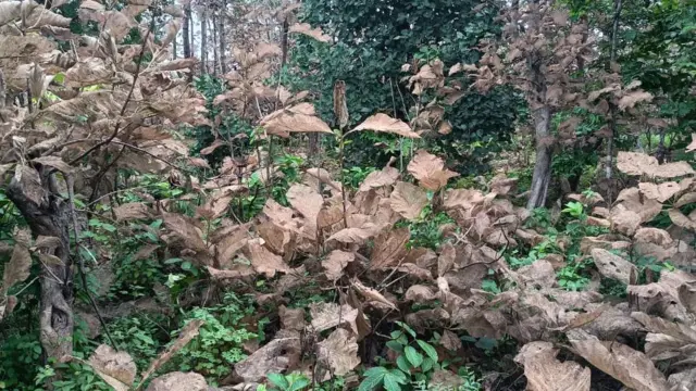 టేకు చెట్లు