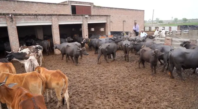 سیلاب، مویشی