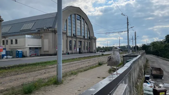 A pored ljudi, pijacu posećuju i razne pernate komšije, poput ovog galeba