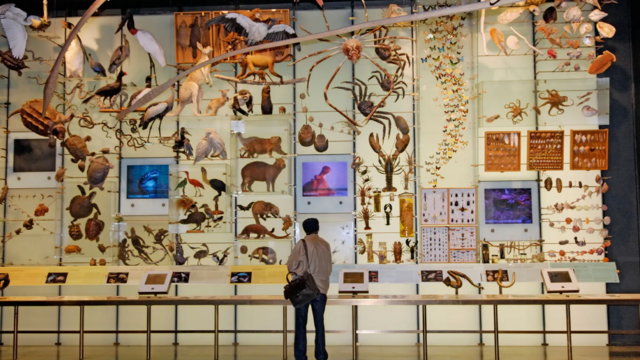 அருங்காட்சியகங்கள் பின்னால் இருக்கும் மோசமான வரலாறு