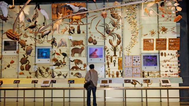 அருங்காட்சியகங்கள் பின்னால் இருக்கும் மோசமான வரலாறு