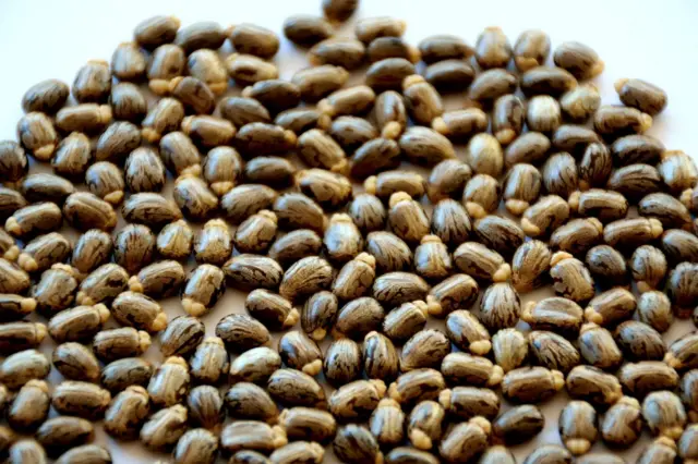 ఆముదం గింజలు