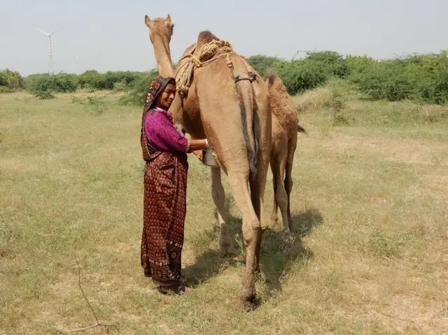 ઊંટડીનું દૂધ, ખારાઈ ઊંટ, કચ્છ
