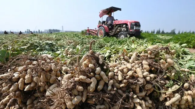 Trator passando sobre plantação de amendoins em fase de colheita