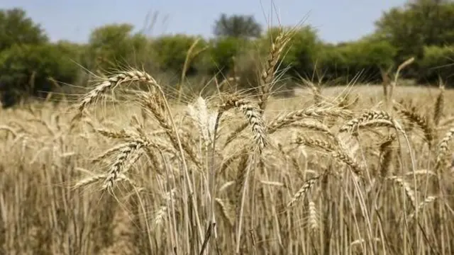 పాకిస్తాన్, ద్రవ్యోల్బణం, బియ్యం, గోధుమలు, గోధుమపిండి