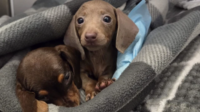 Dos cachorros de perro salchicha envueltos en mantas. Uno mira a la cámara mientras el otro duerme.