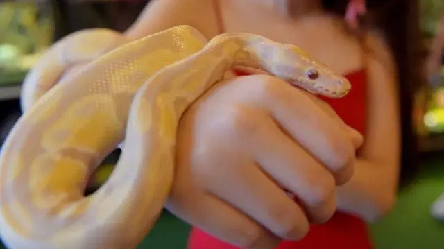 டிடிஎஃப் வாசன், Ball Python, மலைப்பாம்பு