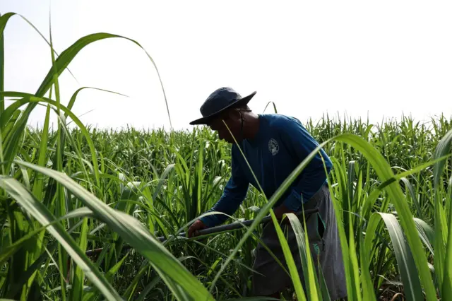 Ilustrasi petani menggarap ladang tebu.