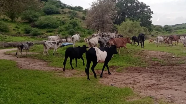 Inaonekana kuna malisho mengi kwa ajili ya ng'ombe