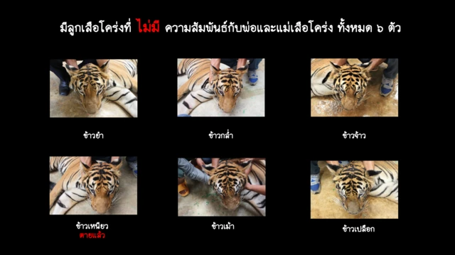 6 tiger cubs