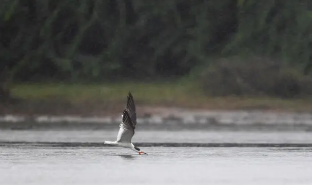 બીબીસી ગુજરાતી પક્ષી ગુજરાત