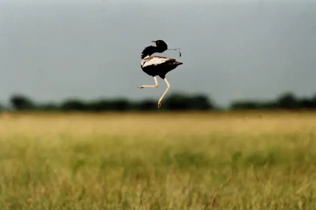 ભાવનગર ખડમોર સંવર્ધન સમાગમ નર માદા પક્ષી સંવર્ધન વિલુપ્ત થતી પ્રજાતિ, ગુજરાત સૌરાષ્ટ્ર કચ્છ ઘાસનાં મેદાનો, પ્રકૃતિ વાઇલ્ડલાઇફ, બીબીસી ગુજરાતી ગુજરાતીમાં સમાચાર