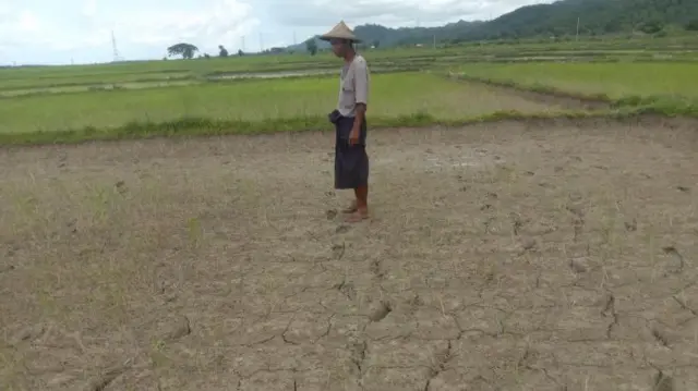  အခုနှစ် အတွင်းပျက်စီးသွားခဲ့တဲ့ ရခိုင်ပြည်နယ်က စပါးခင်းတစ်ခင်း 