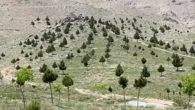 نوي کېنول شوي نیالګي او ونې